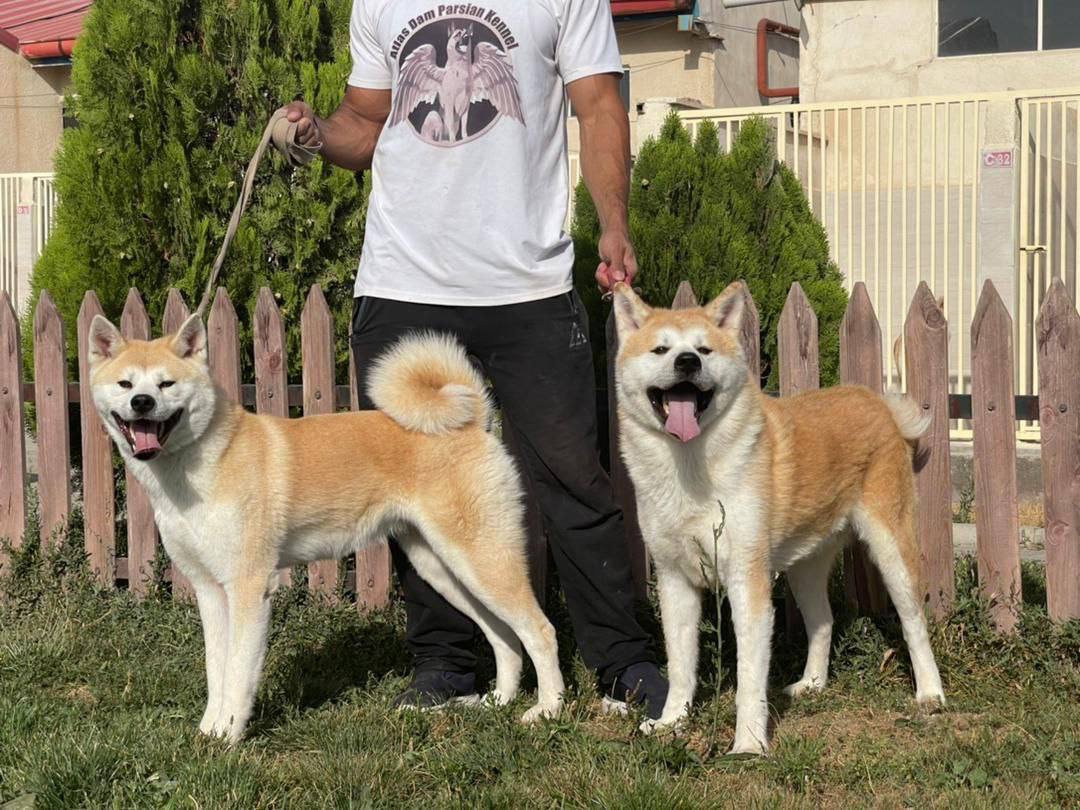 مولد نژاد آکیتا هاچی